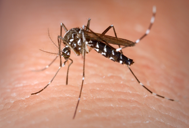 Disinfestazione adulticida zanzare