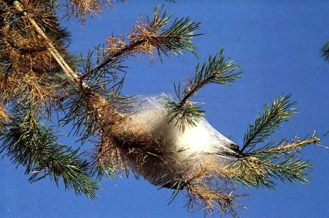 Ordinanza n. 2 del 25.02.20: lotta obbligatoria alle infestazioni da processionaria