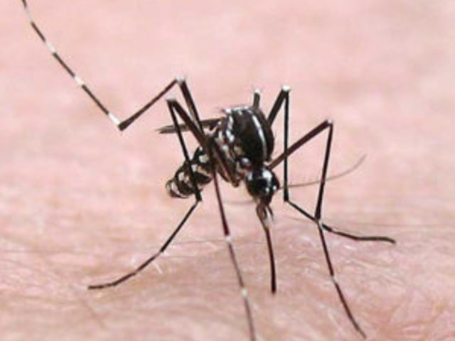 Misure comportamentali per la riduzione della diffusione delle zanzare